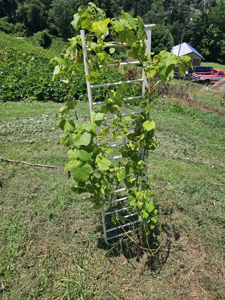 Grapes are coming along