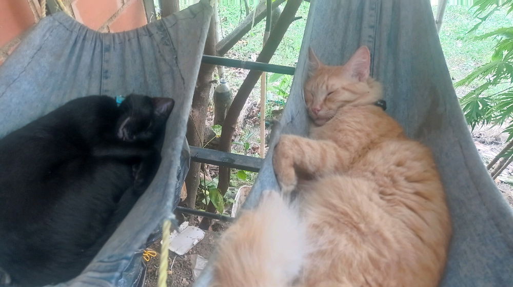 Queriendo ser gato