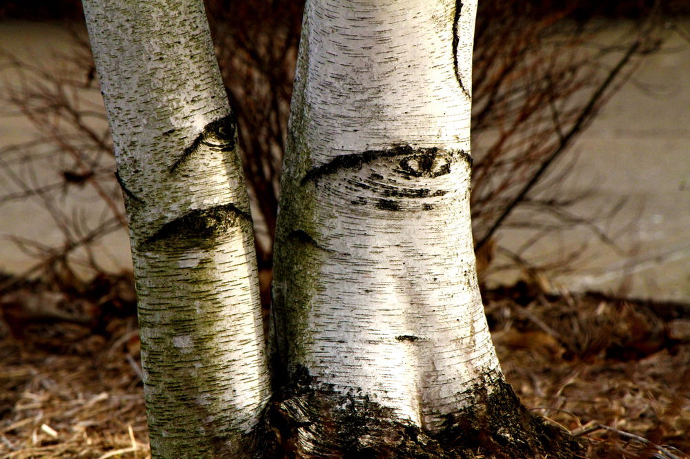 Eye