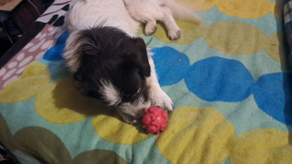 Max y su pelotita