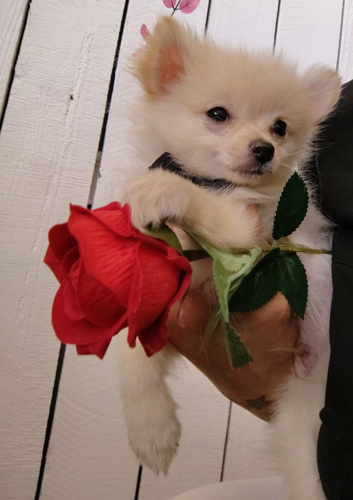 Tofu is the newest Bachelor!! 🌹😂