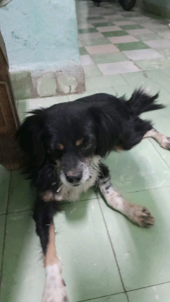 My dog te extraño te prometo que estarás cerca de mi pronto 😁😋🐶.
