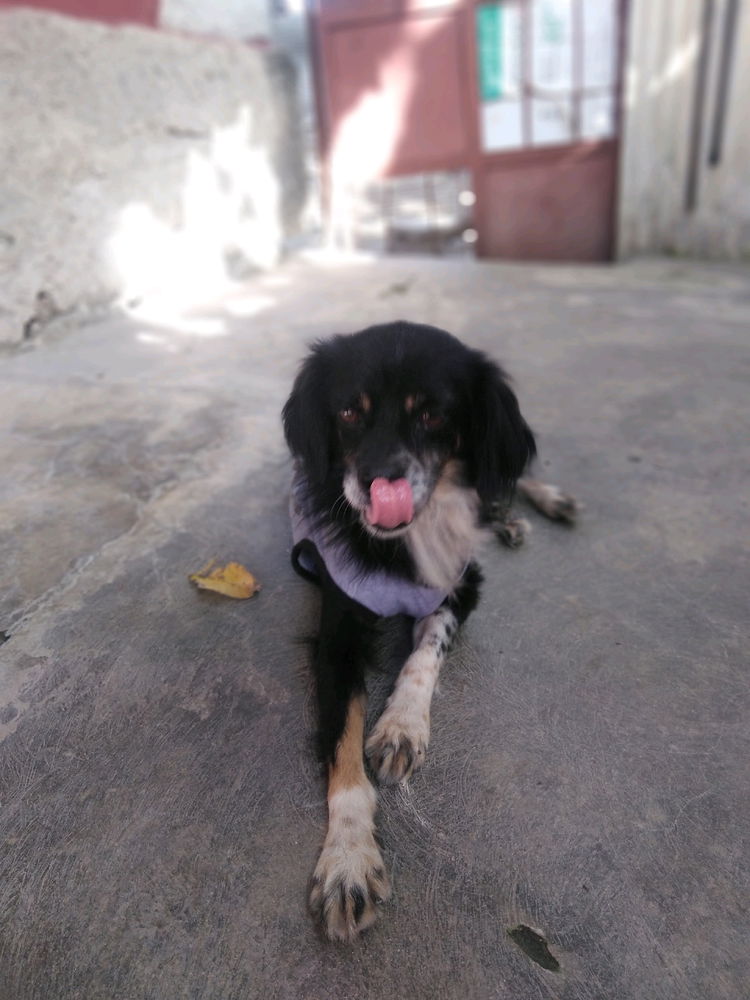My dog te extraño te prometo que estarás cerca de mi pronto 😁😋🐶.