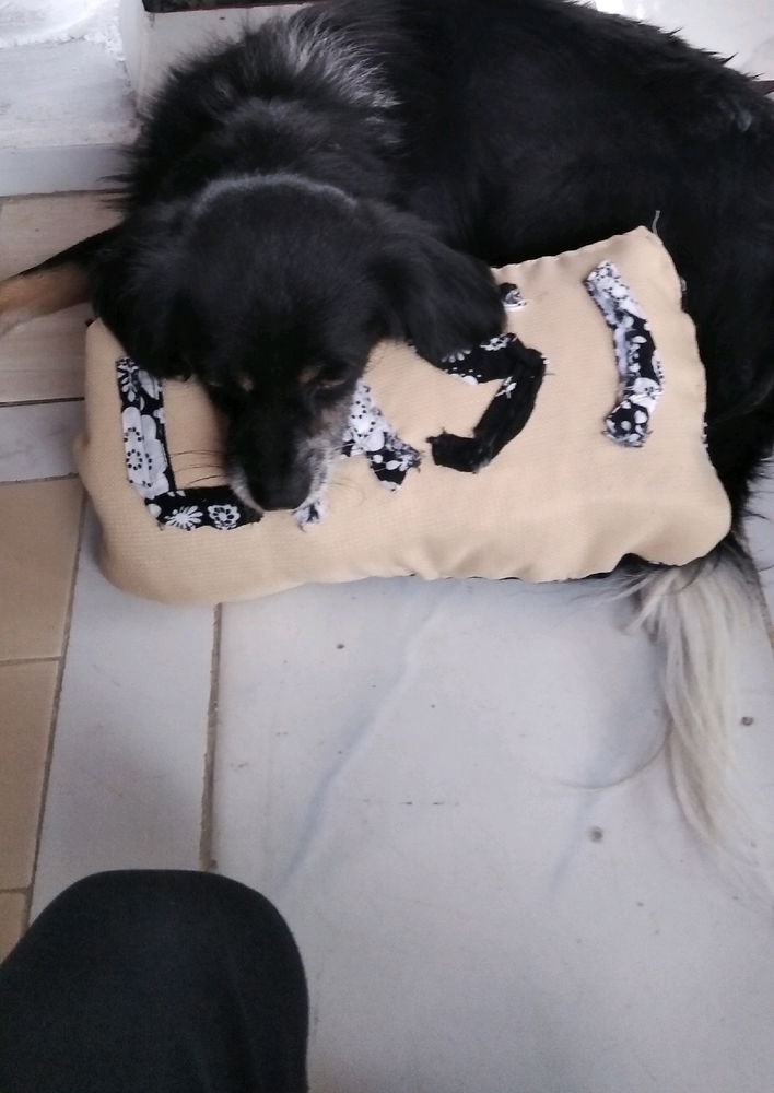 My dog te extraño te prometo que estarás cerca de mi pronto 😁😋🐶.