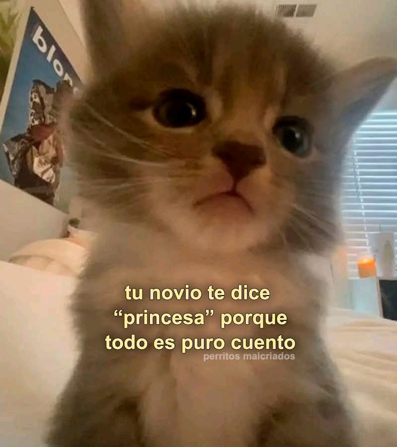 Gato kawai abrumador xd