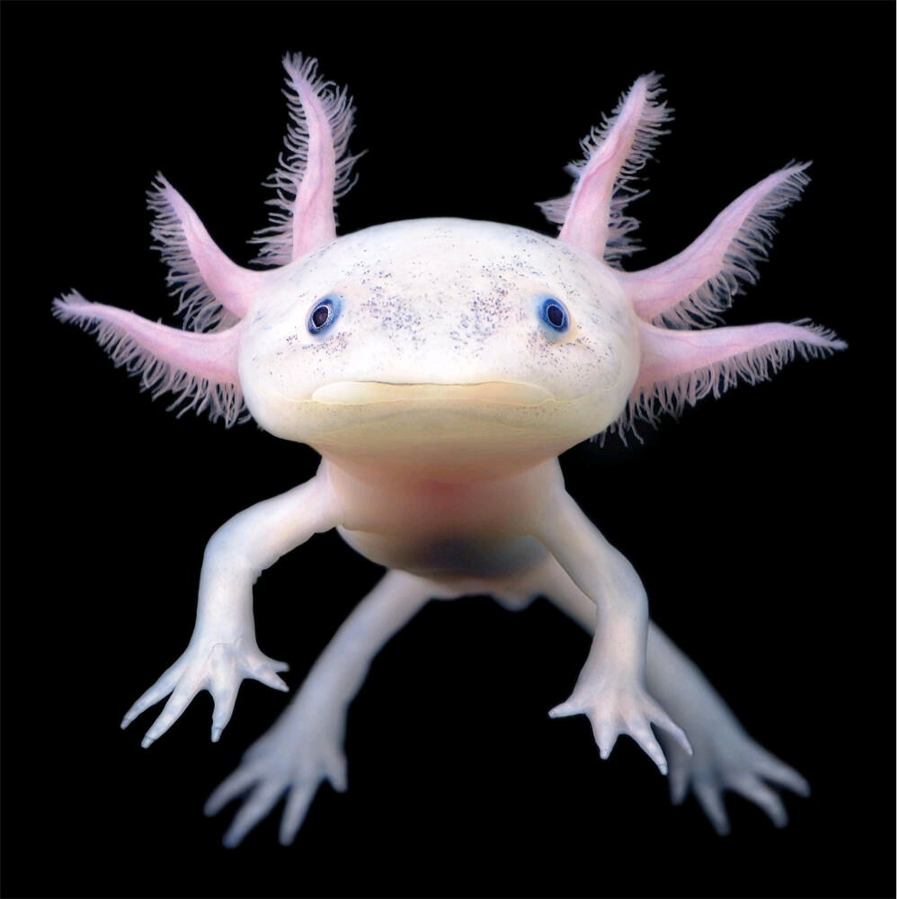 I am ordering a two Fish tank one for fish and on for two axolotis tried of my room looking depressing 🫠it's just dead silent