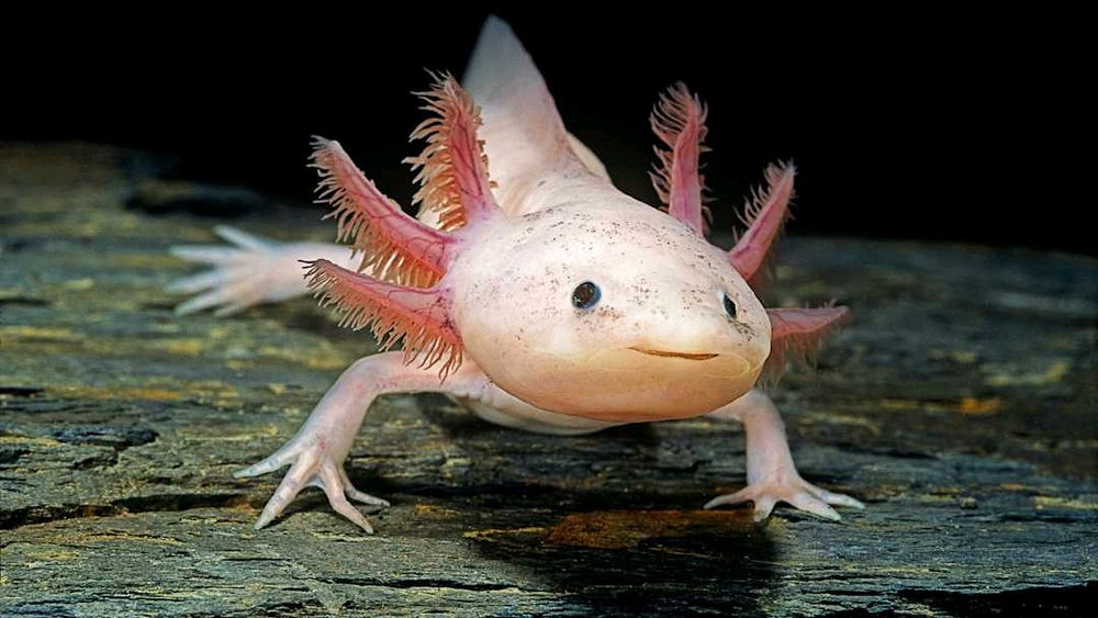 I am ordering a two Fish tank one for fish and on for two axolotis tried of my room looking depressing 🫠it's just dead silent