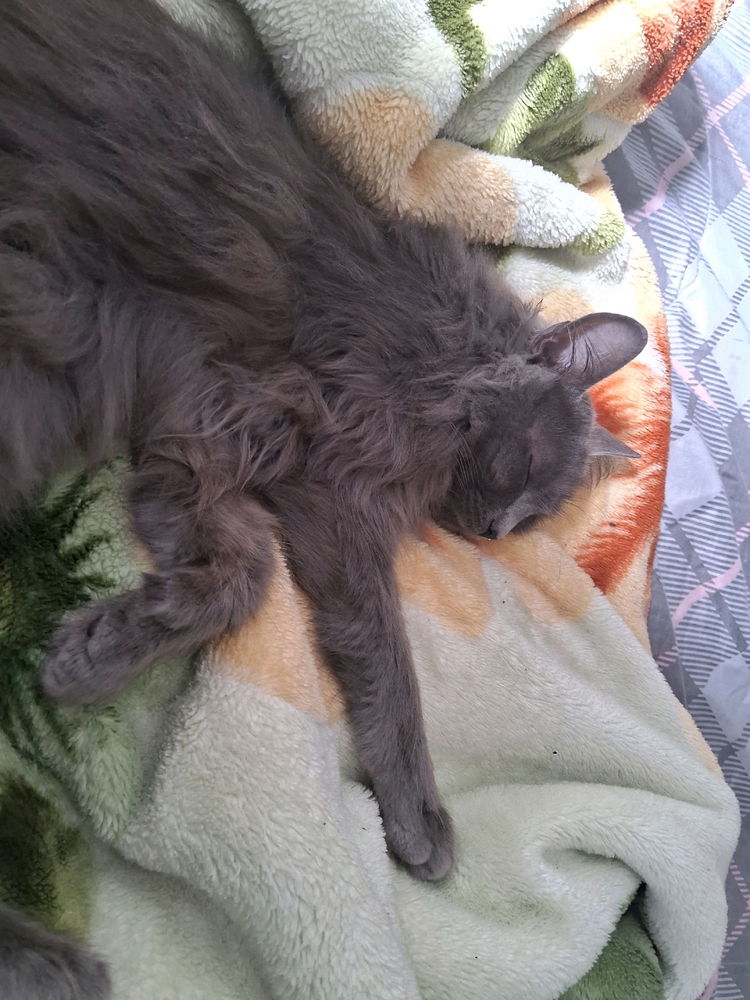 Amo a minha gatinha lunaaa