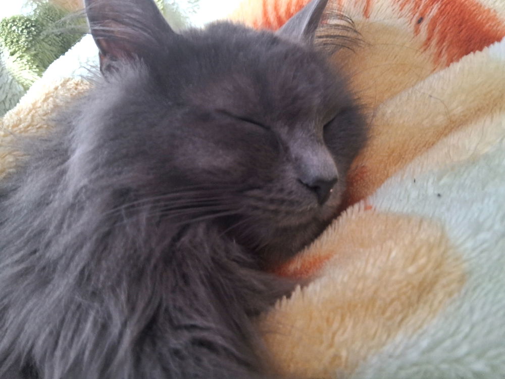 Amo a minha gatinha lunaaa