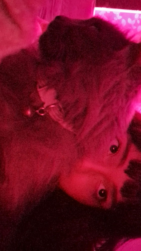 Amo a minha gatinha lunaaa