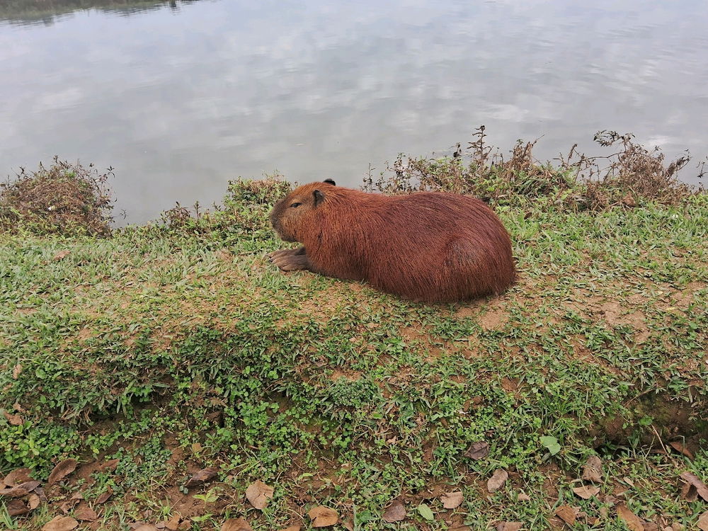 Capivara