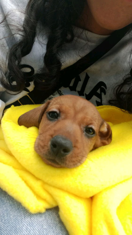 Miren este bichito tan bonito