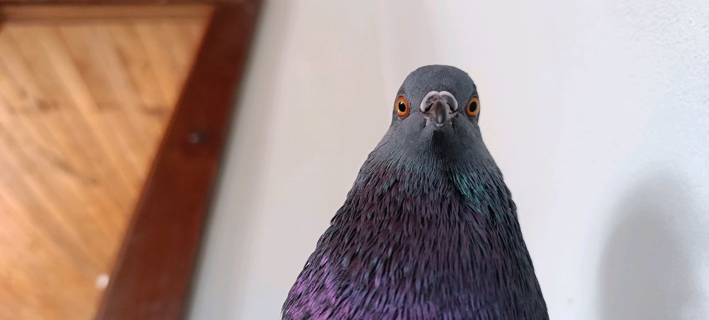Yo