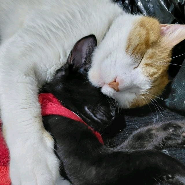 Mis amores 🌟🖤