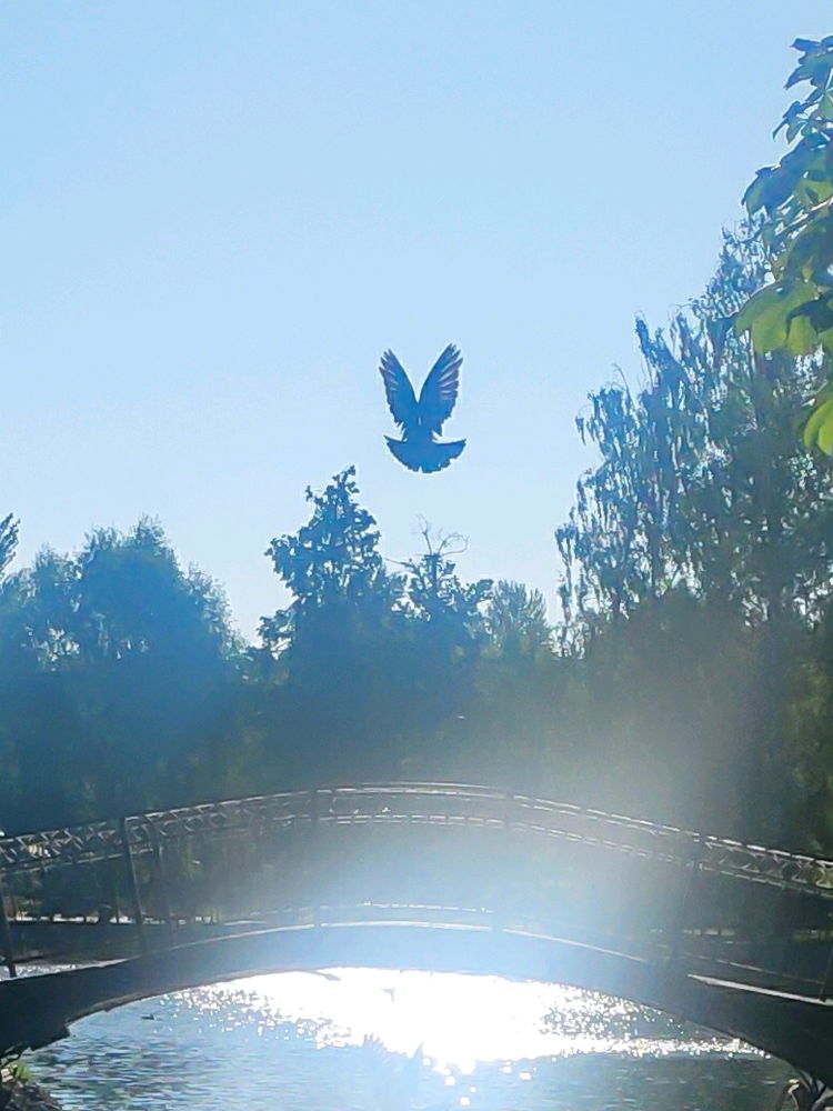 🕊️
