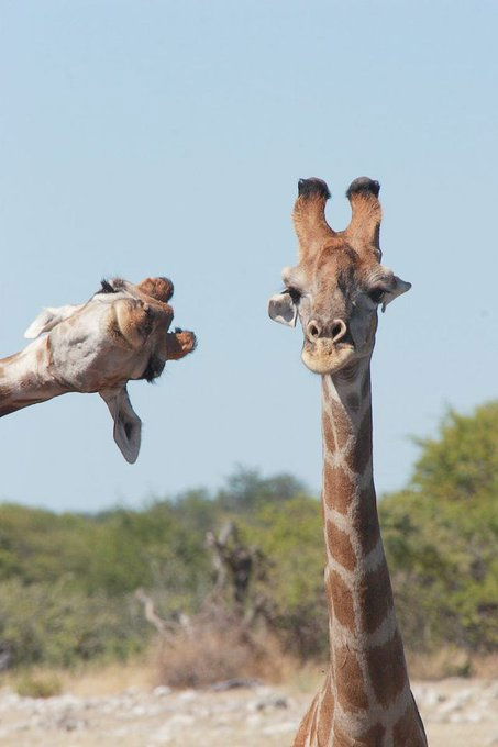 Selfie 🦒🦒