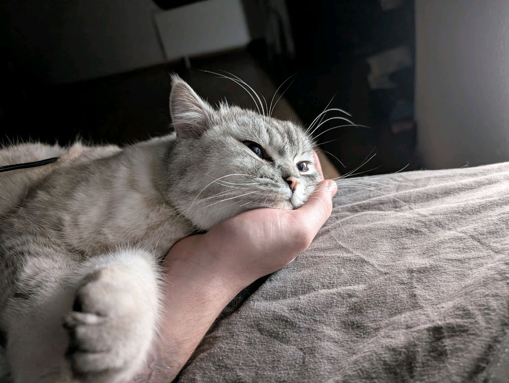 🐈