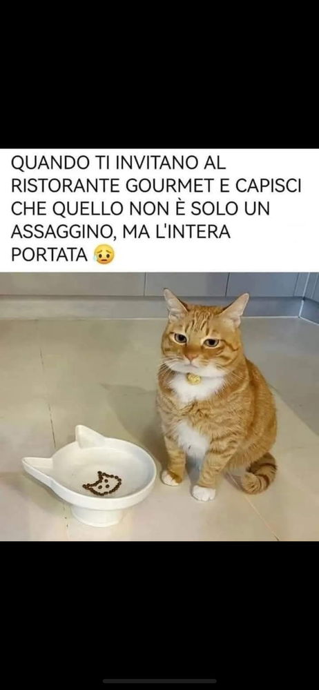 Quanto capisco quel gatto