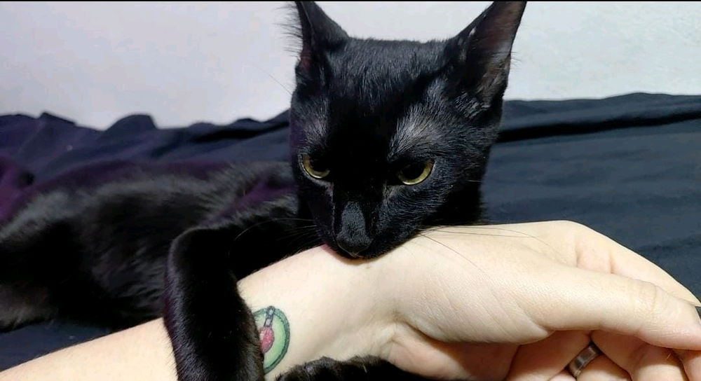 Chimuelo 🖤 (literal se llama asi jajaj)