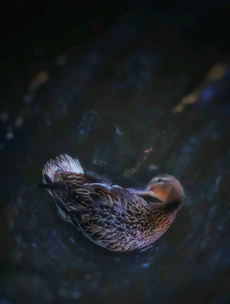 Ente🦆Morgenwäsche im Bach