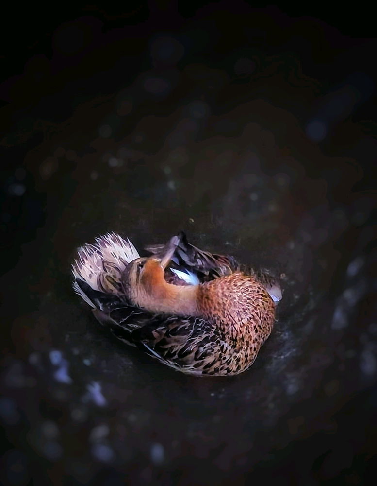 Ente🦆Morgenwäsche im Bach