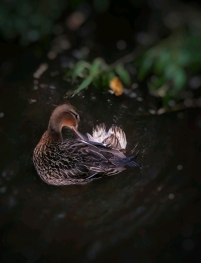 Ente🦆Morgenwäsche im Bach