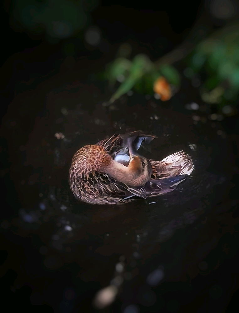 Ente🦆Morgenwäsche im Bach