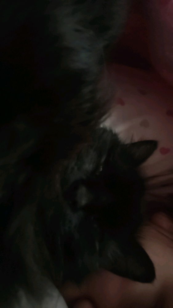 Gatos