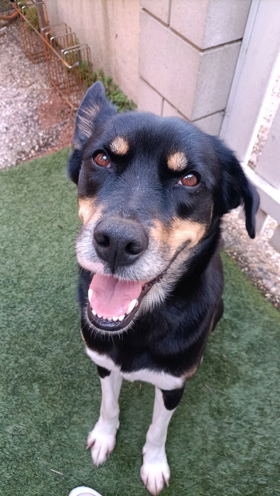 Petite adoption