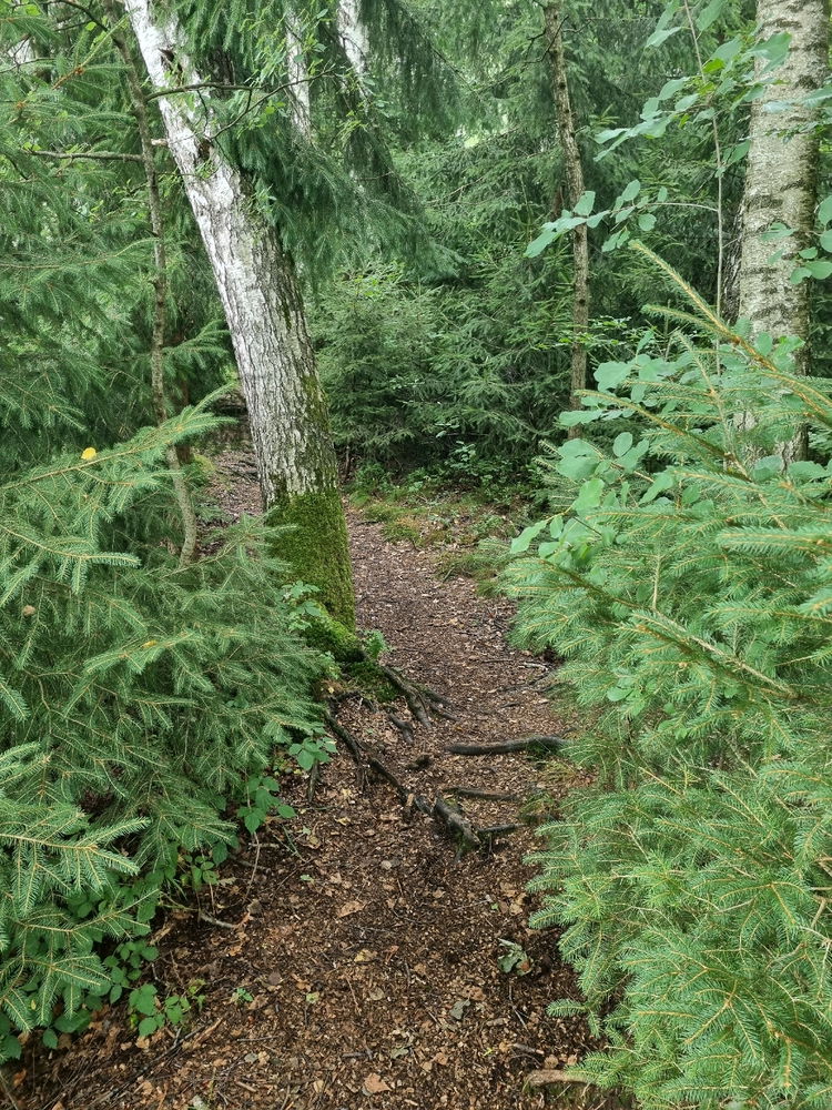 Into the wild