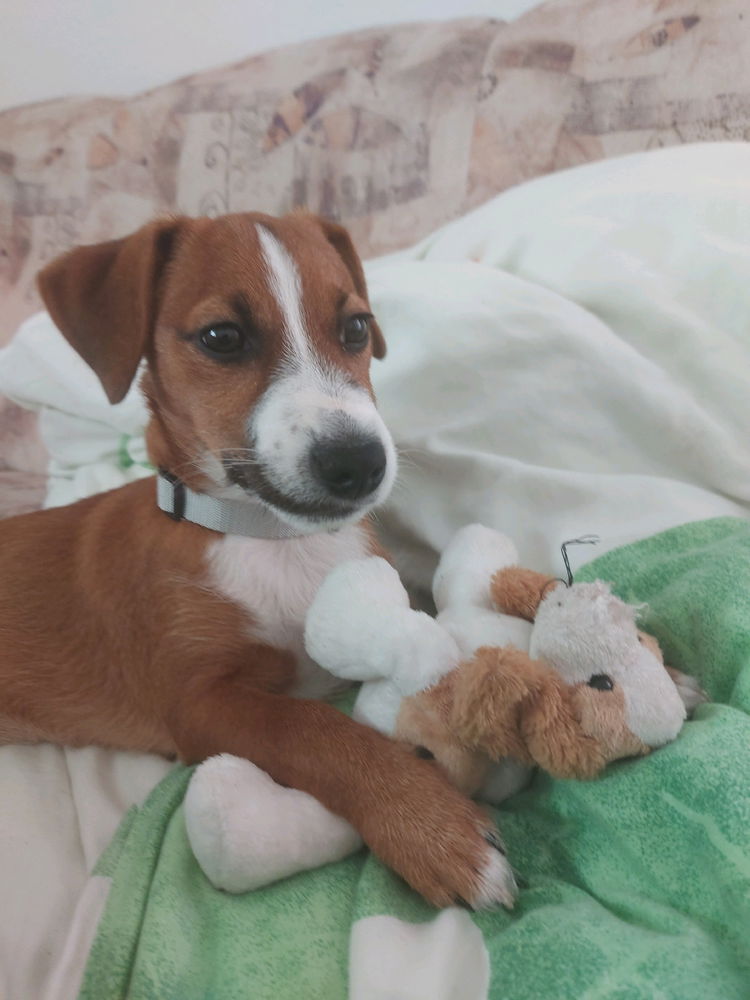 Mein kleiner Prinz