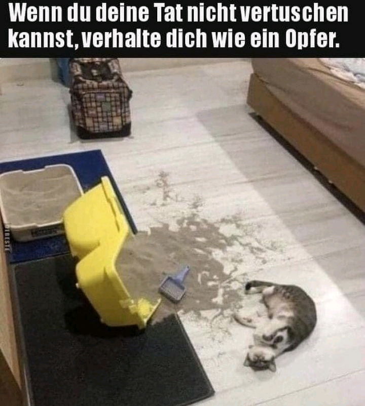 🐈