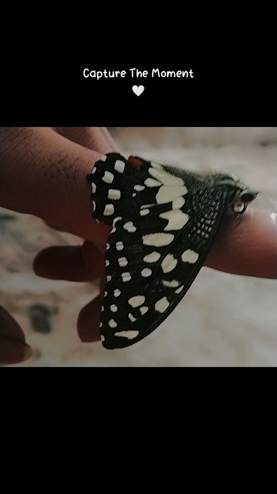 🦋🦋
