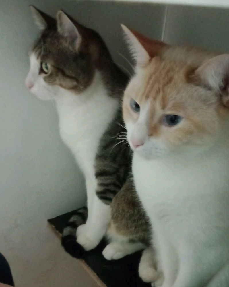 2/4 dos meus amores.