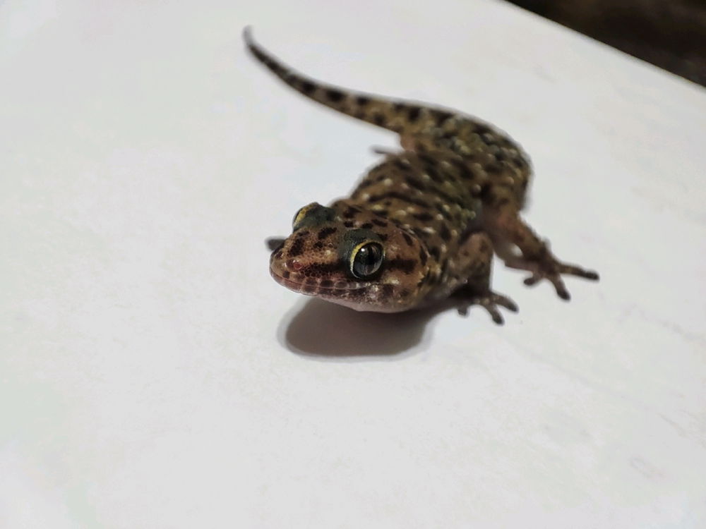 Mr. Gecko