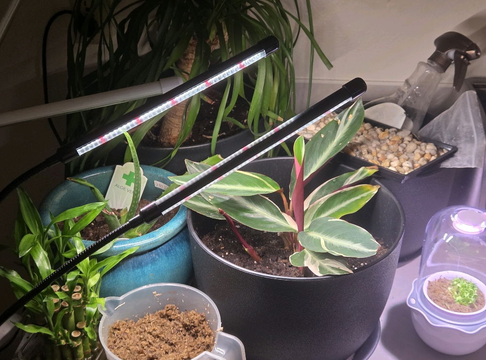 Plants 😋