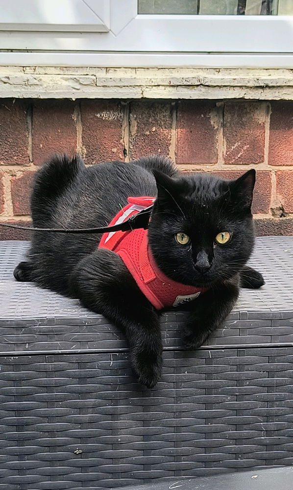 Pretty kitty