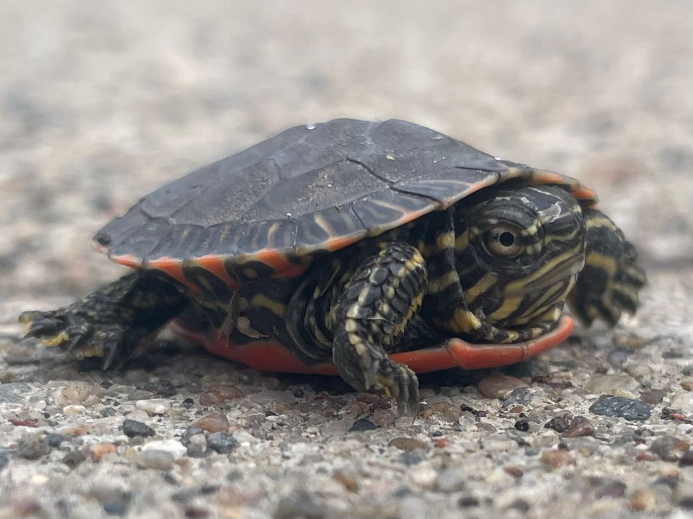 Tiny turtles