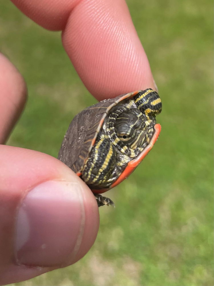 Tiny turtles