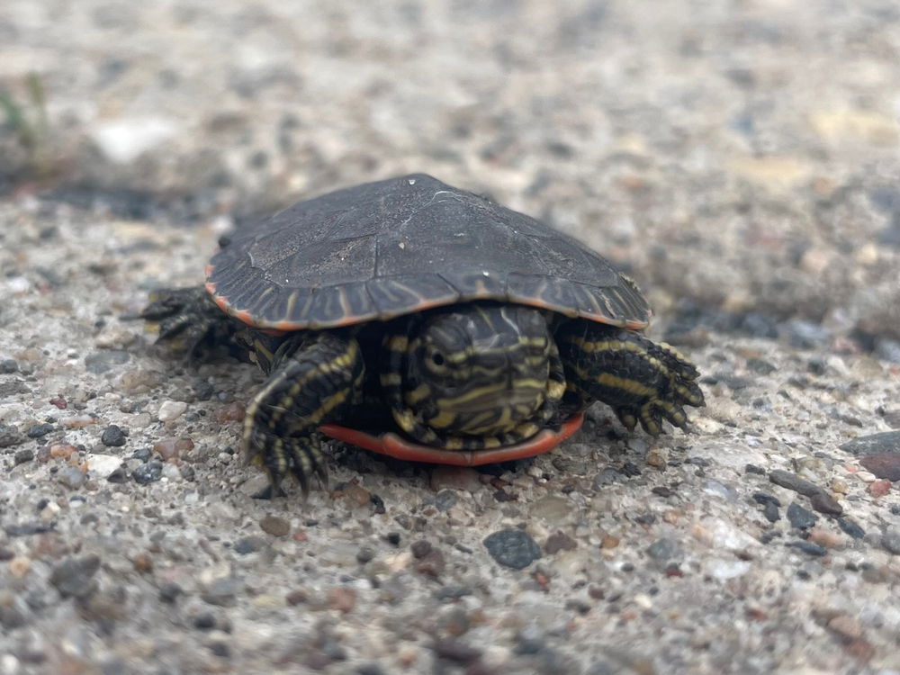 Tiny turtles