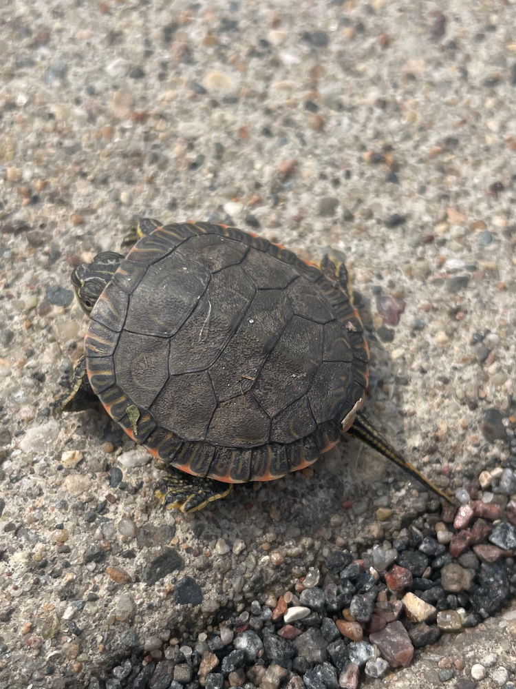 Tiny turtles