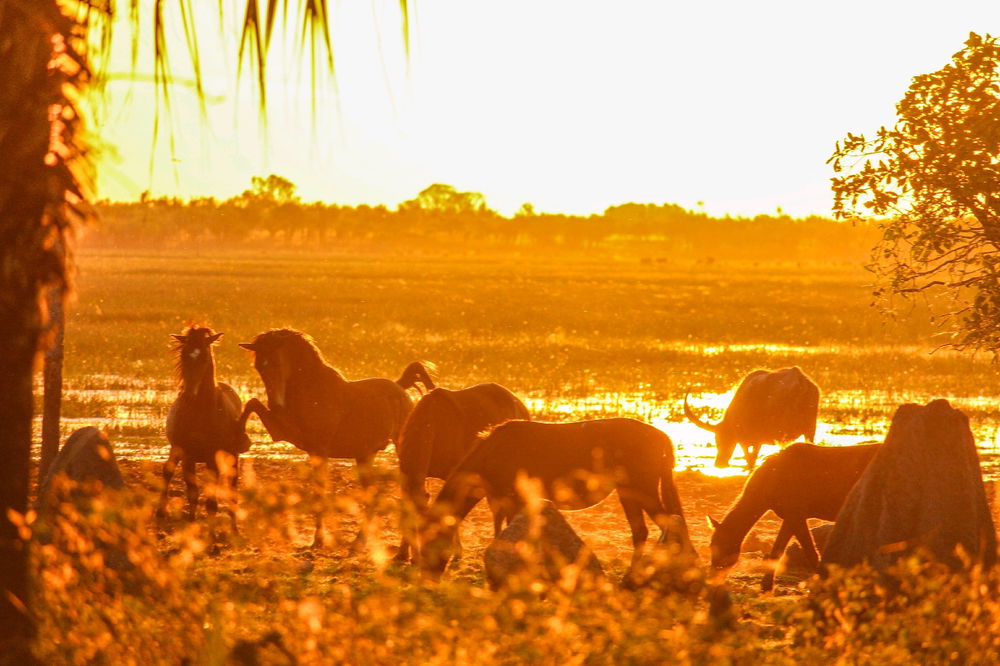 Sunset, wild horses and a water buffalo
