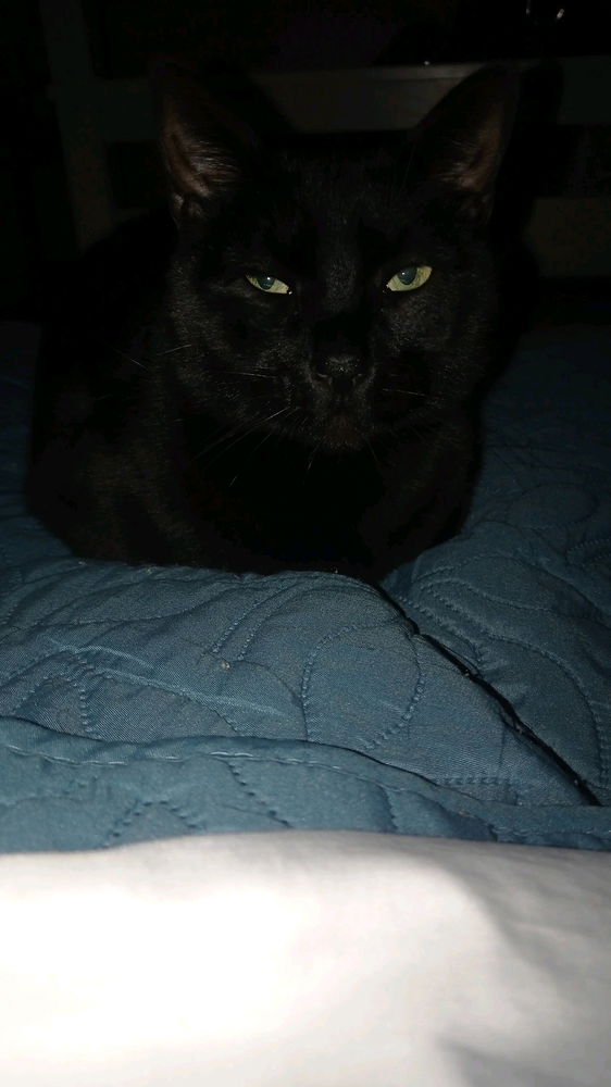 Pantera 🖤