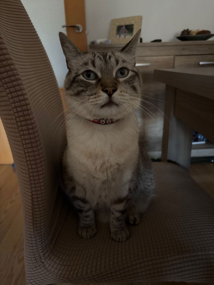 Nacho nachoso ❤️❤️