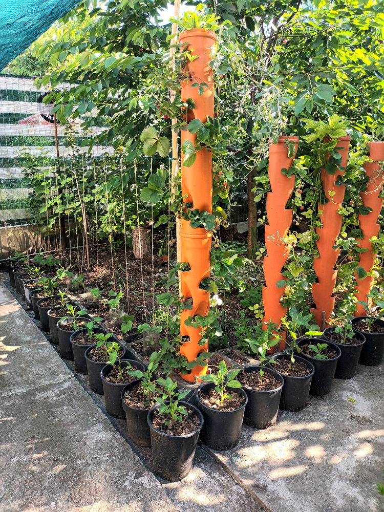 Could "Ollas" be the solution to vertical tower gardening?