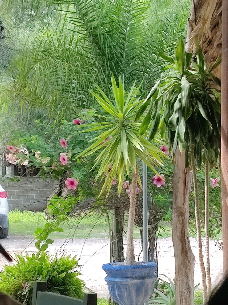 Flores Viaje