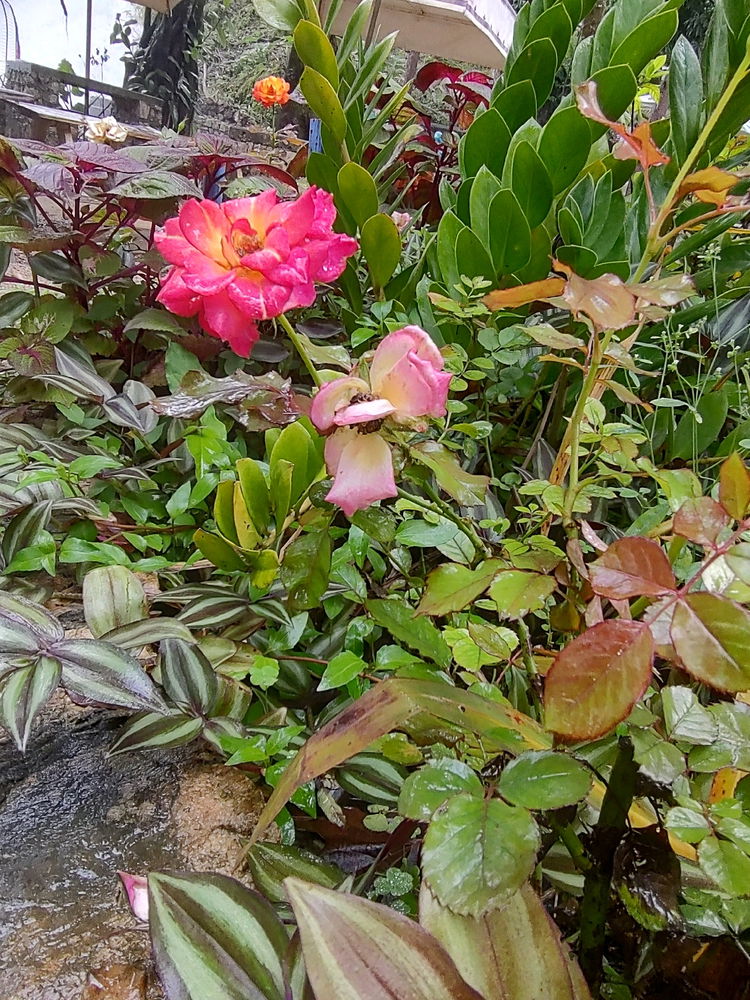 Flores Viaje