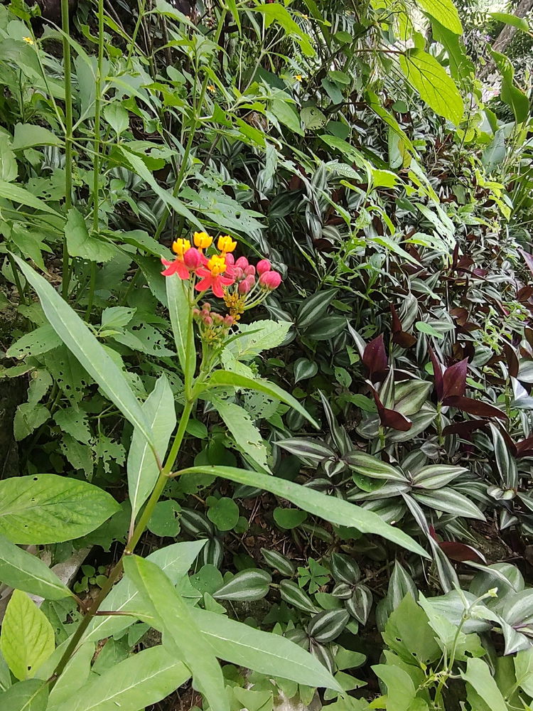 Flores Viaje