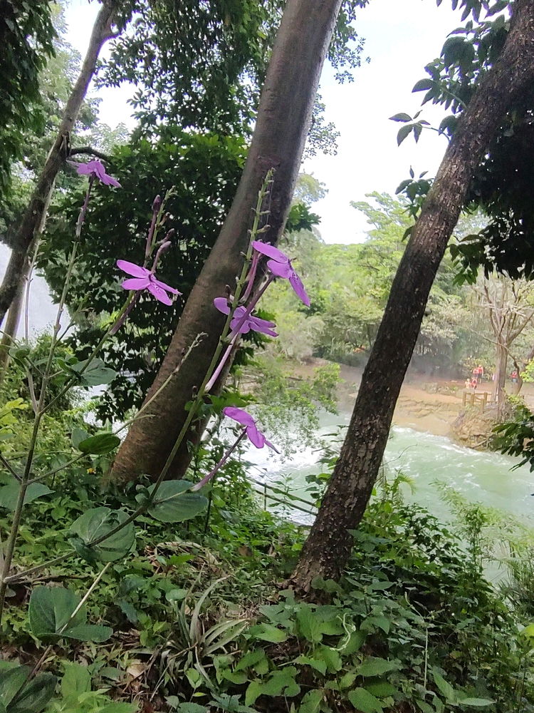 Flores Viaje