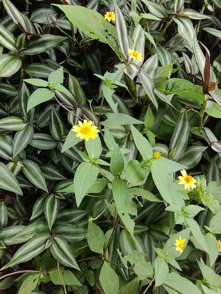 Flores Viaje